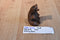 Red Mill Sitting Bear Pecan Shell 1991 Figurine