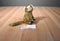 Aurora Marmoset Monkey Beanbag Plush