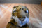 K & M Bengal Tiger 2005 Beanbag Plush