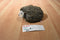 Douglas Hillary Hedgehog Beanbag Plush