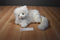 Russ Nikki Persian Cat Plush