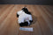 Aurora Flopsies Holstein Cow Beanbag Plush