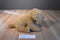 Demdaco Nat and Jules Labradoodle Dog 2012 Beanbag Plush