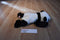 Ty Beanie Buddies Peking Panda 1998 Beanbag Plush