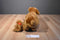 Build a bear Boxer and Puppy Beanbag Plush
