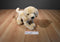 Douglas Yellow Lab Mandy # 1804 Beanbag Plush