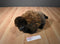 Wild Republic Bison/ Buffalo 2014 Plush