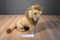 Fiesta Tan and Brown Male Lion Plush