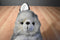 Morehead Snow Furries Arctic Hare Bunny Rabbit 1997 Plush