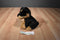 Russ Spike Rottweiler Puppy Plush