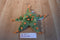 Fiesta Green and Orange Starfish Plush