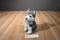 Hallmark My Best Friend Grey and White Husky Plush