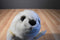 Russ Yomiko White Harp Seal Pup Plush