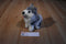 Vivantti Finland Husky Plush With blue Eyes