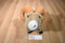 Wild Republic Big Horn Sheep 2015 Plush