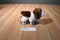 Douglas Mini Flair the Brown and White Springer Spaniel