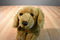 Animal Alley Golden Retriever 2000 Beanbag Plush