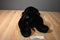 Best Made Toys Black Lab Labrador Puppy Dog Plush