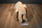 Wildlife Artists Beige and Brown Two Toed Sloth 2016 Plush