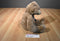 Aurora Humphrey Taupe Colored Bear 2019 Beanbag Plush