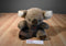 Mary Meyer Brown Koala Plush