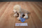 Ganz Webkinz Golden Retriever HM010 Beanbag Plush Sealed Code