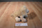 Ganz Webkinz Golden Retriever HM010 Beanbag Plush Sealed Code