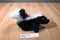 Ganz webkinz Skunk HM213 Beanbag Plush Sealed Code