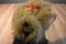 Ty Classic Yappy 1997 and Buddy Yapper 2004 Yorkies Beanbag Plush