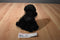 Ganz Webkinz black Poodle HM191 Beanbag Plush With Sealed Code