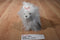 Ganz Webkinz Lil Kinz White Yorkie Beanbag Plush With Sealed Code