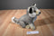 Sitting Grey and White Timber Wolf Plush