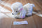 Target White Poodle Plush