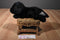 Russ Yomiko Black Lab Beanbag Plush