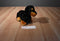 Aurora Black and Brown Dachshund Dog Beanbag Plush