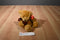 Russ Honey Bear Beanbag Plush