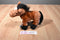 Ganz Webkinz Brown Arabian Horse HM101 Beanbag Plush Sealed Code