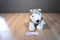 Build a Bear Grey and White Husky Beanbag Plush