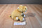 Ganz Webkinz Mud Hippo HM384 Beanbag Plush Sealed code