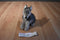 Smithsonian Little Sound Prints Wolf Cub 2005 Plush