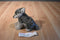 Smithsonian Little Sound Prints Wolf Cub 2005 Plush