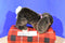 Commonwealth Dark Brown Bunny Rabbit 2003 Beanbag Plush