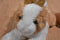 Aurora White Bunny and Brown Dutch Bunny Rabbit 2020 Beanbag Plush