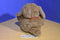 Recycled Paper Products Zoominary Boynton Thomas Dog 1985 Plush