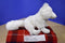 Ganz Webkinz Arctic Fox HM210 Plush (No Code)