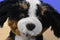 Build-A-Bear Promise Pet Bernese Mountain Dog White Brown Black Plush