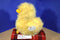 Wishpets Mr. Fluff Yellow Duck 1999 Plush