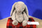 Jellycat Bashful Tan Bunny Rabbit Plush